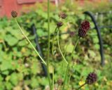 Sanguisorba officinalis. Побеги с соцветиями. Тверская обл., Весьегонск, в культуре. Происхождение: г. Тверь, Заволжский р-н, мкр-н Соминка, берег руч. Соминка, Волынское кладб., сырой назкотравный луг. 11 августа 2022 г.