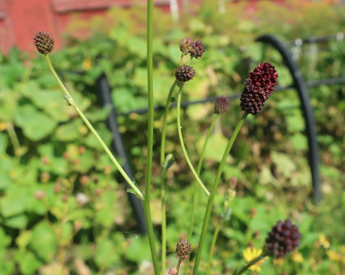 Изображение особи Sanguisorba officinalis.