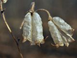Aconitum stoloniferum