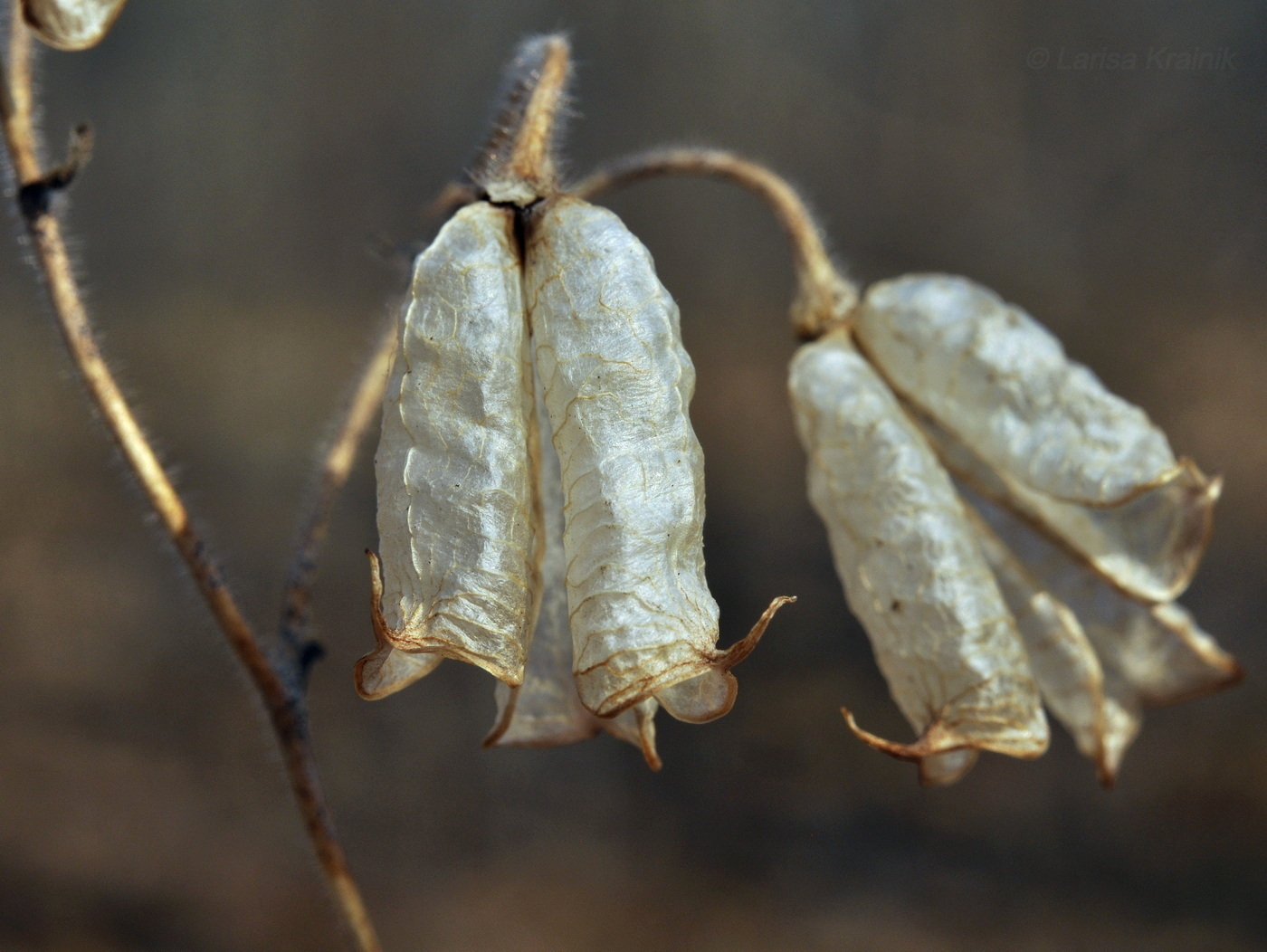 Image of Aconitum stoloniferum specimen.