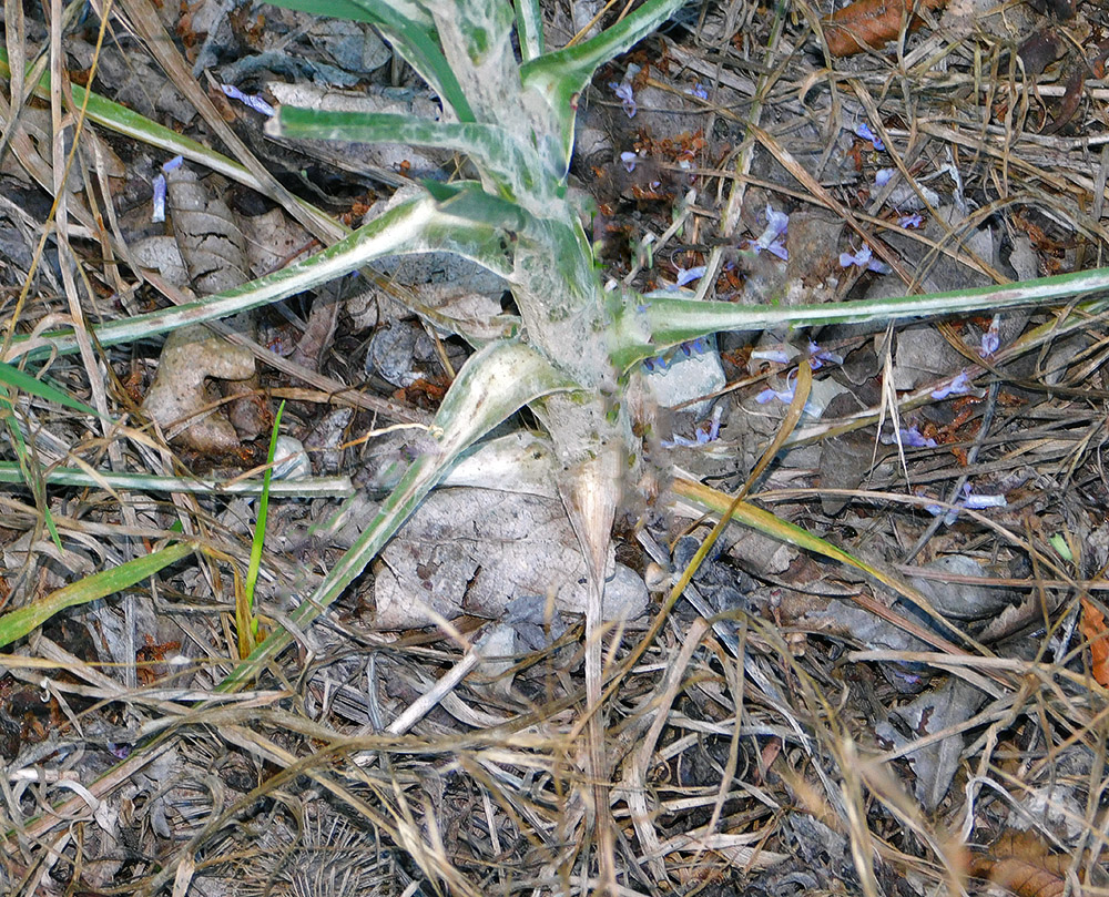 Изображение особи Tragopogon dasyrhynchus.