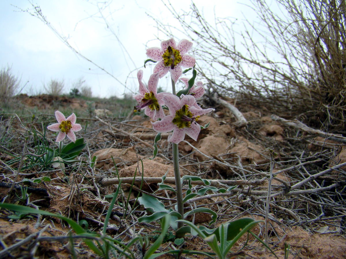 Image of Rhinopetalum karelinii specimen.