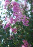 Lagerstroemia indica. Верхушка побега с соцветием. Крым, Алупка. 13.08.2007.