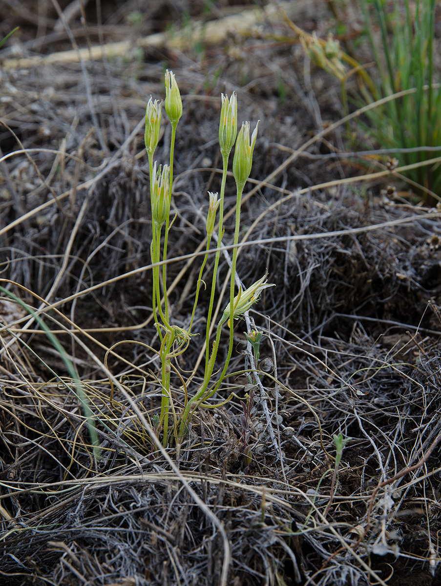 Изображение особи род Ornithogalum.