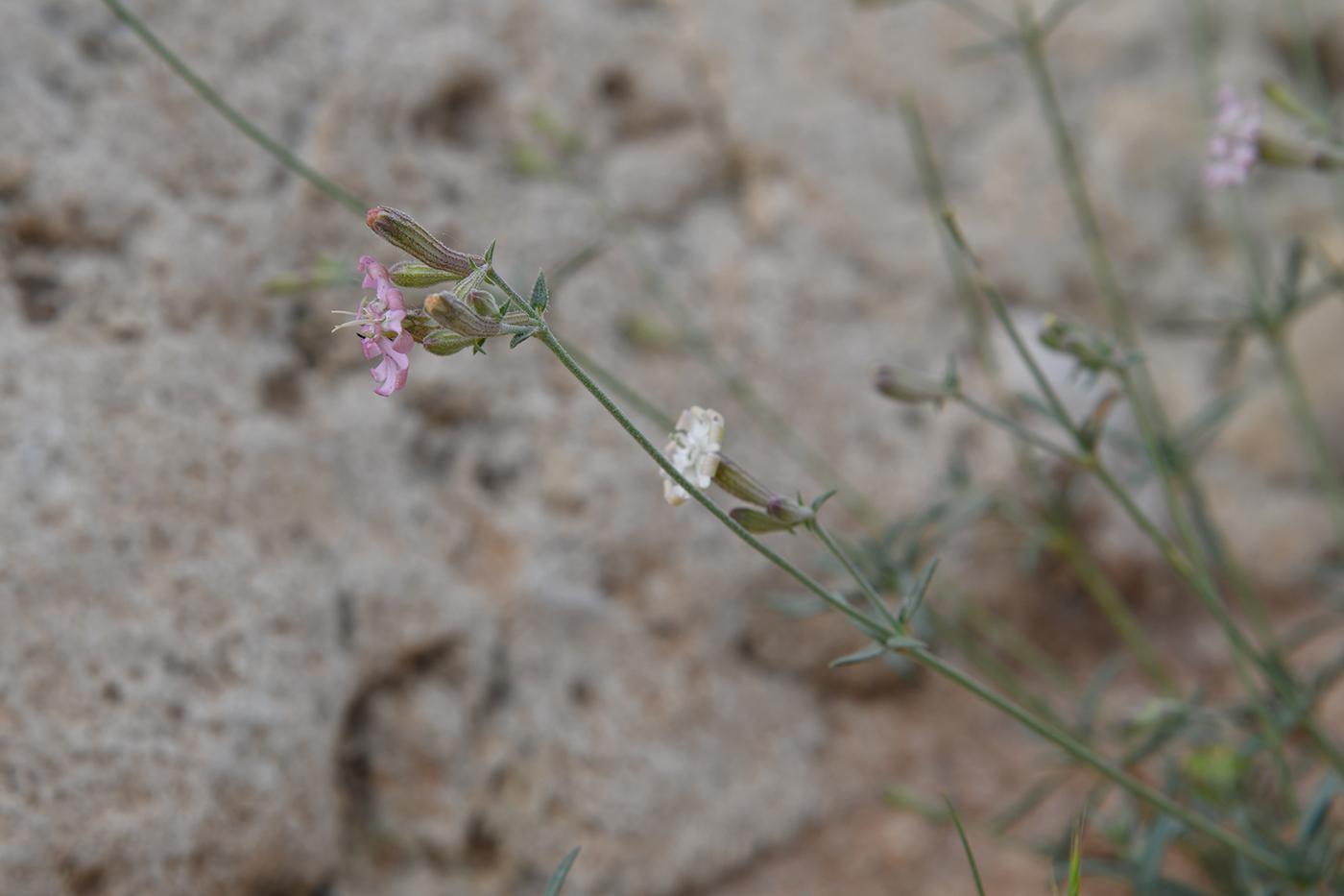 Изображение особи Silene brahuica.