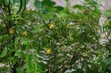 Hypericum xylosteifolium. Верхушка цветущего растения. Грузия, Самегрело-Верхняя Сванетия, Мартвильский каньон, каменистый склон. 16.06.2023.