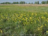Ranunculus pedatus