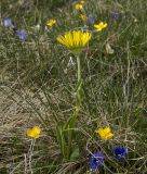 Doronicum oblongifolium