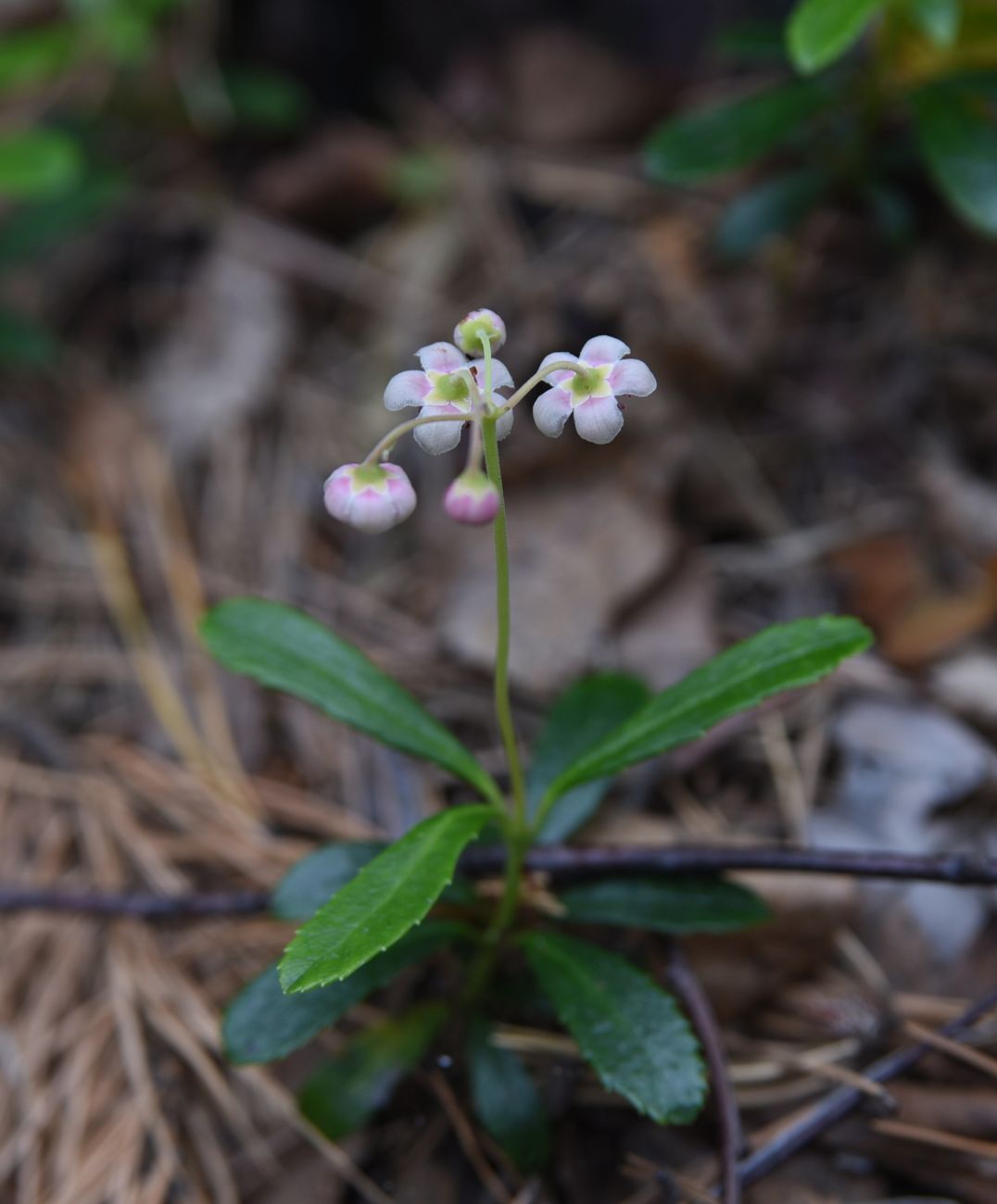 Изображение особи Chimaphila umbellata.