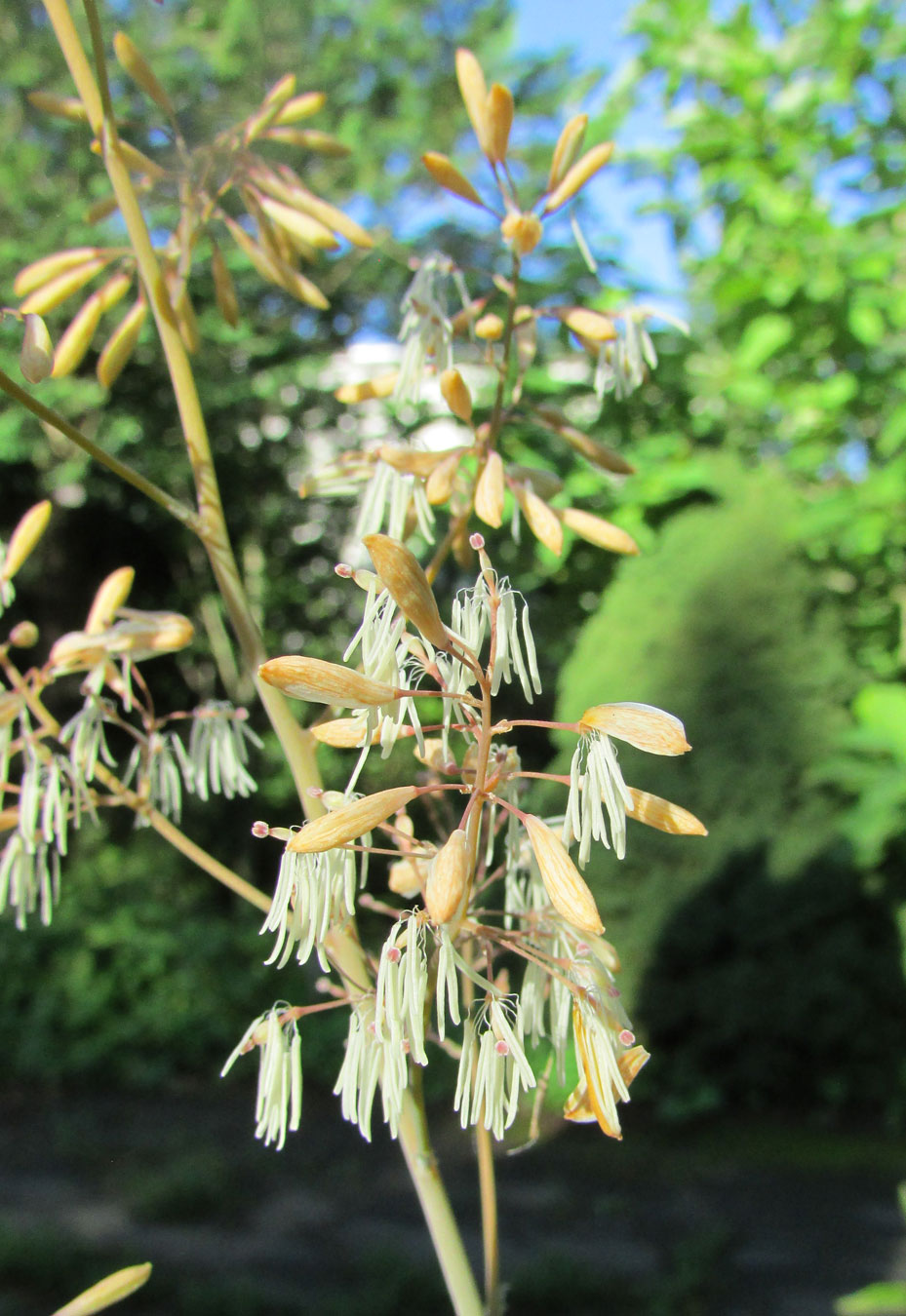 Image of Macleaya cordata specimen.