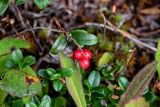 Vaccinium vitis-idaea