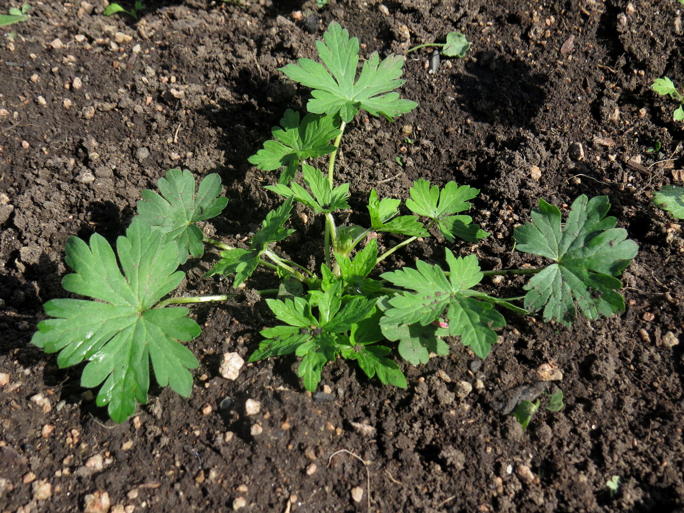 Изображение особи Geranium sibiricum.