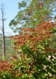 Spiraea media