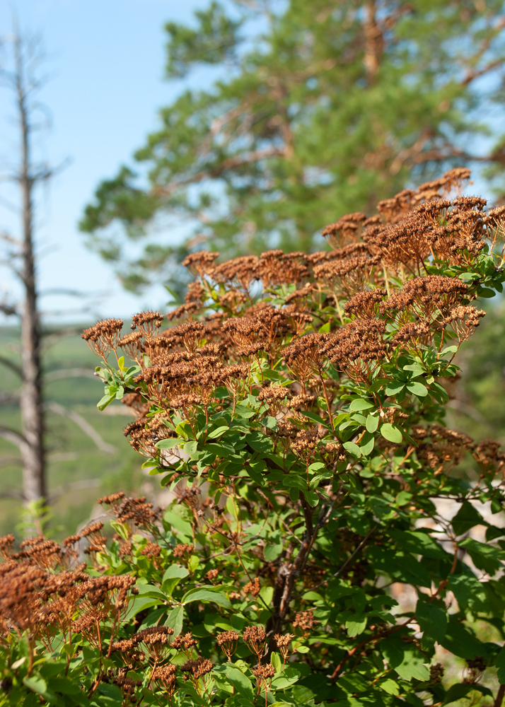 Image of Spiraea media specimen.