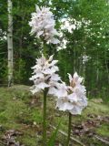 Dactylorhiza fuchsii. Верхушки растений с соцветиями (бледноцветковая форма). Казахстан, Восточно-Казахстанская обл., Западно-Алтайский заповедник; Западный Алтай, хр. Линейский, окр. пер. Линейский, ≈ 1600 м н.у.м., смешанный лес. 30 июня 2019 г.