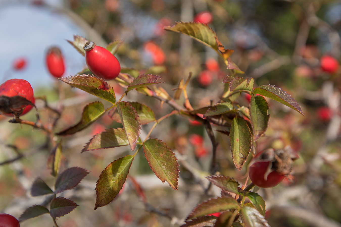 Image of genus Rosa specimen.