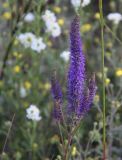 Veronica spicata. Верхушка цветущего растения. Новосибирская обл., Ордынский р-н, с. Новопичугово. Июль 2009 г.