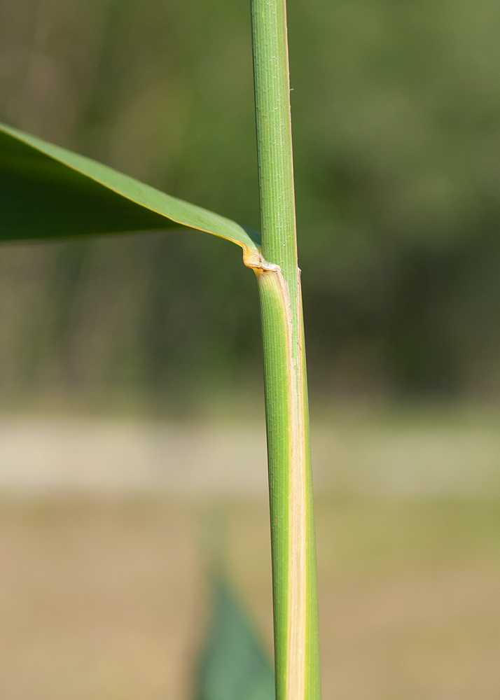 Изображение особи Phragmites australis.