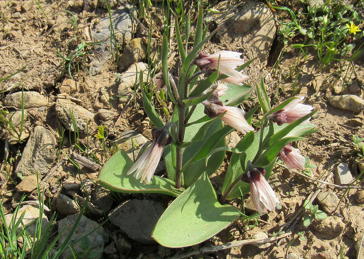 Изображение особи Rhinopetalum stenantherum.