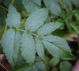 Rubus idaeus