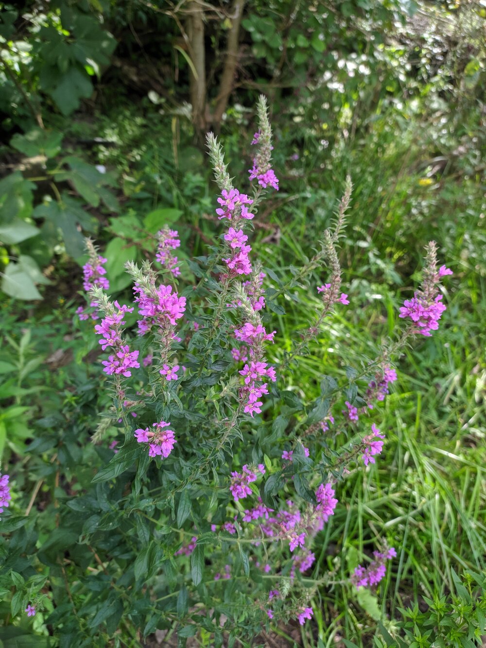 Изображение особи Lythrum salicaria.