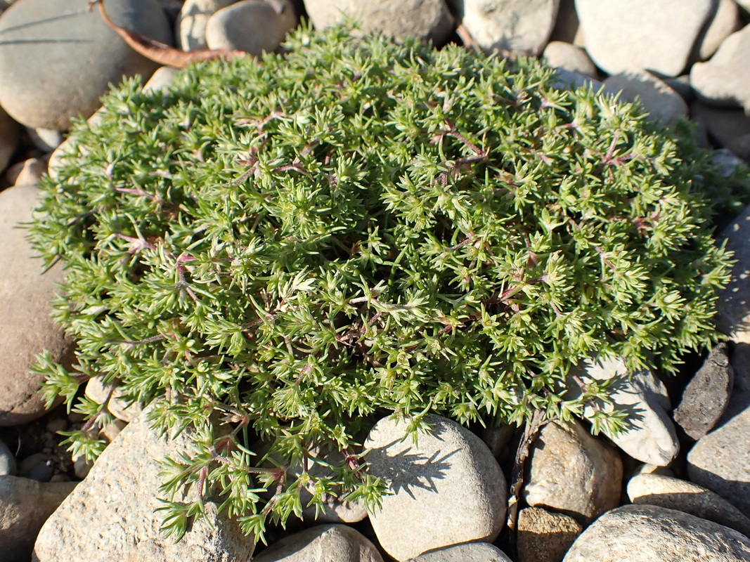 Изображение особи Scleranthus annuus.