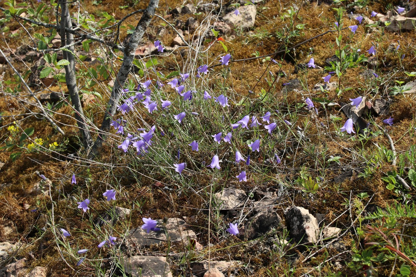 Image of Campanula rotundifolia specimen.