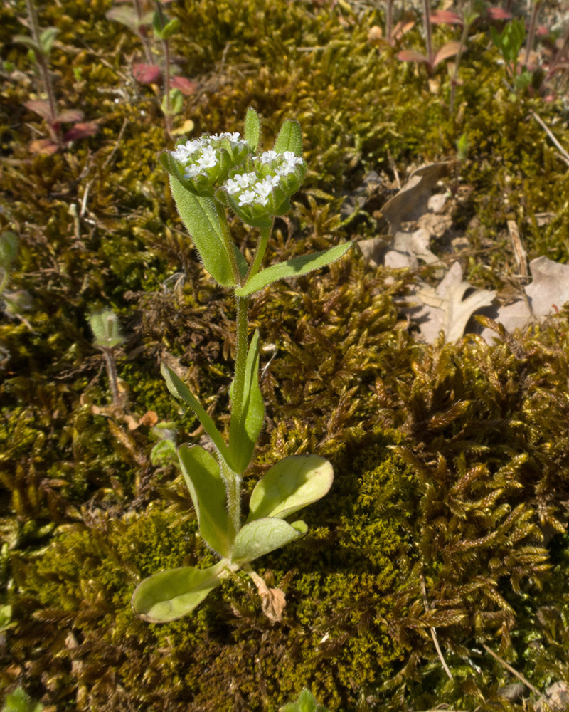 Image of Valerianella turgida specimen.