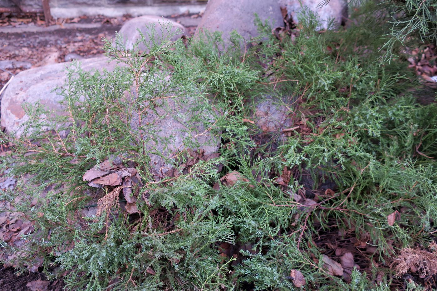 Image of genus Juniperus specimen.