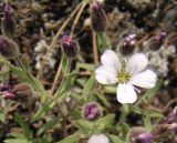 Gypsophila violacea