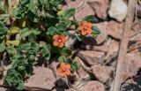 Anagallis arvensis