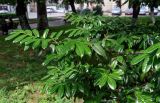 Lauro-cerasus officinalis