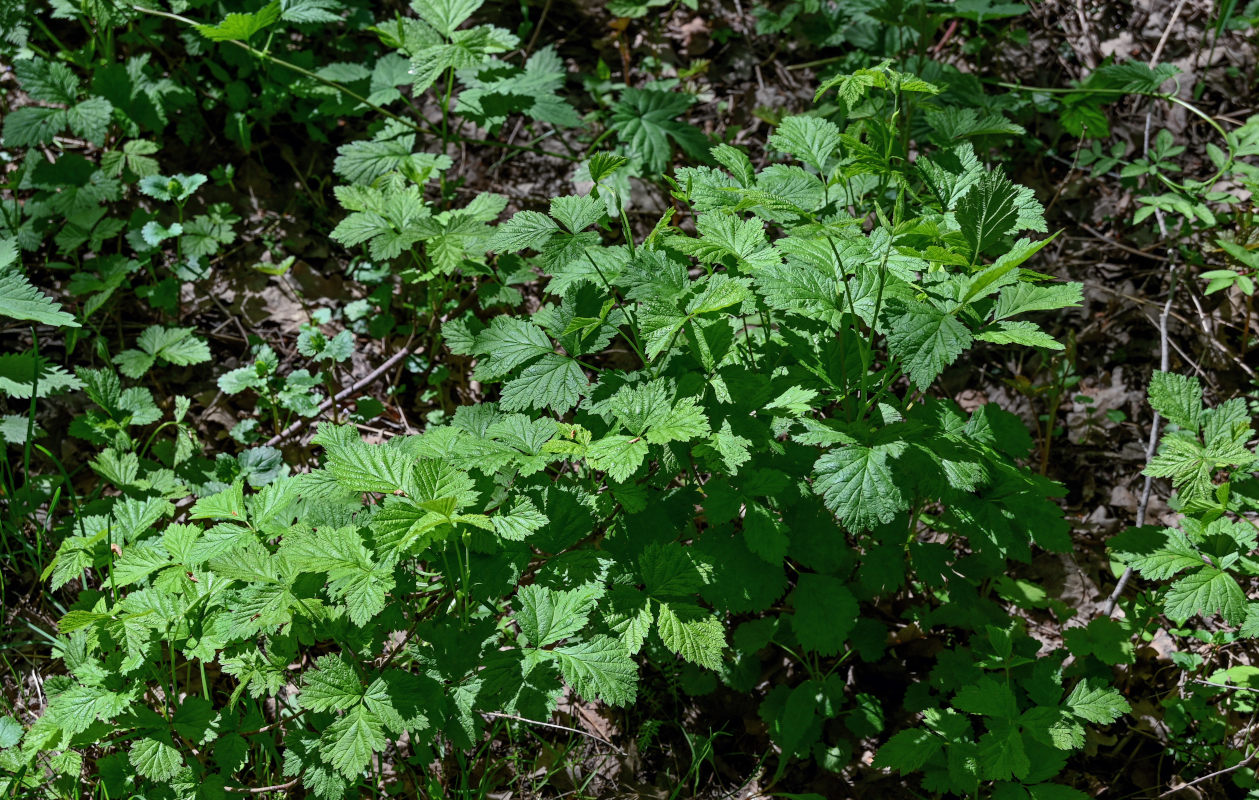 Изображение особи Rubus saxatilis.