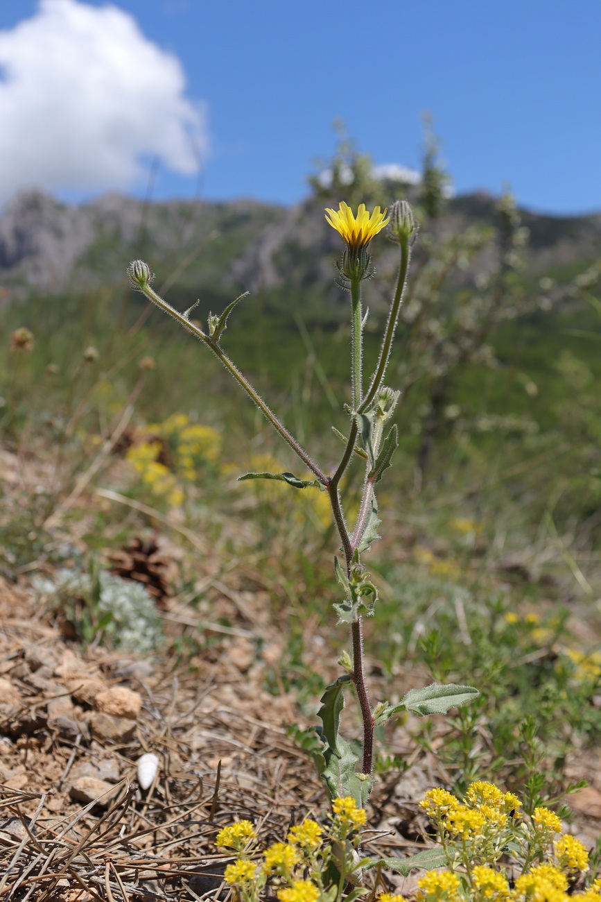 Изображение особи Picris pauciflora.
