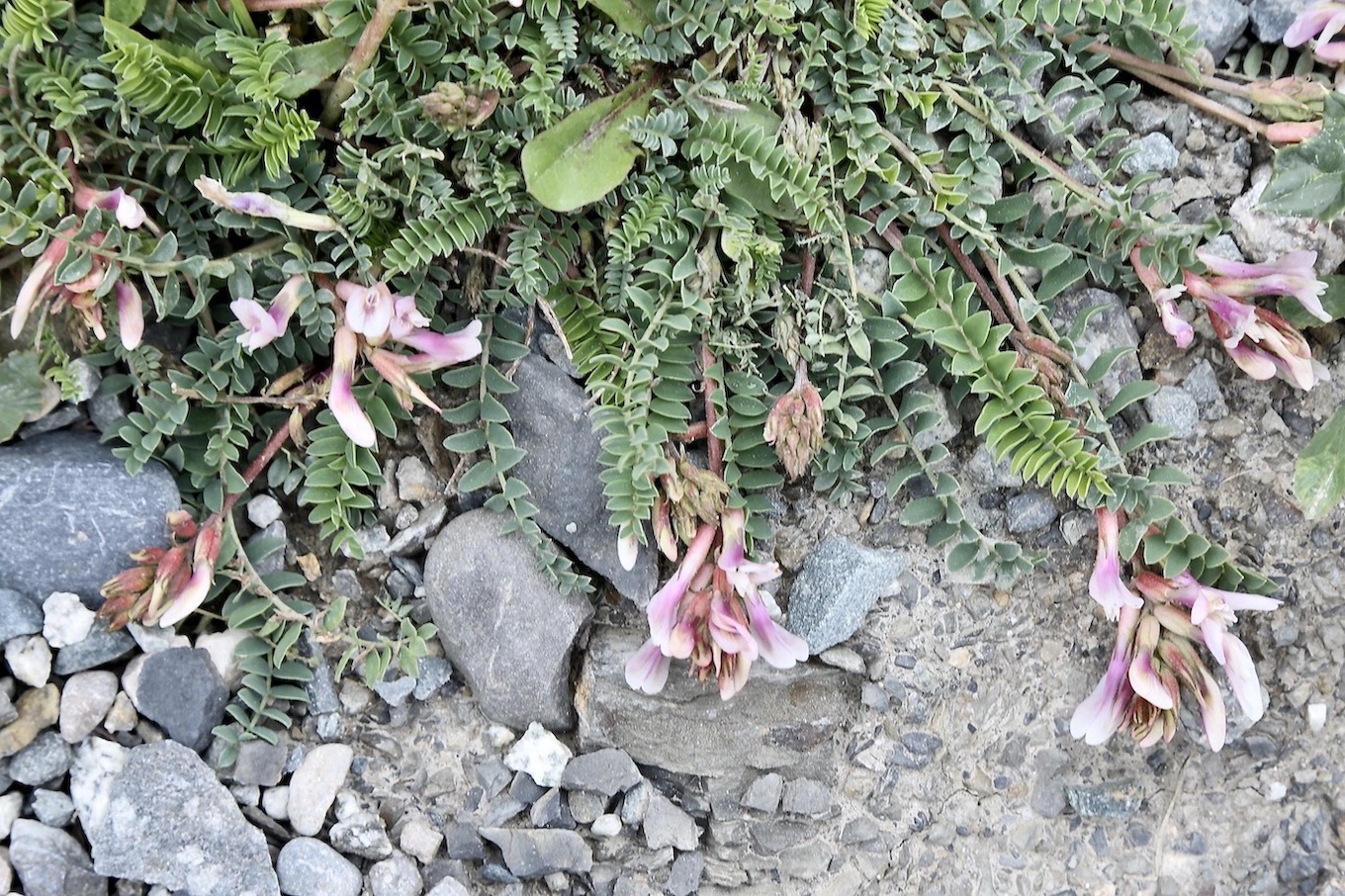 Image of Astragalus buschiorum specimen.