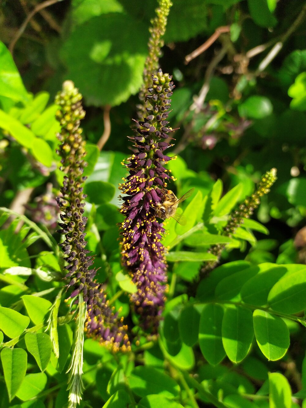 Image of Amorpha fruticosa specimen.