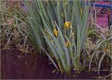 Iris pseudacorus. Цветущее растение. Московская обл., Раменский р-н, окр. дер. Хрипань, садовый участок, водоотводная канава. 11.06.2024.