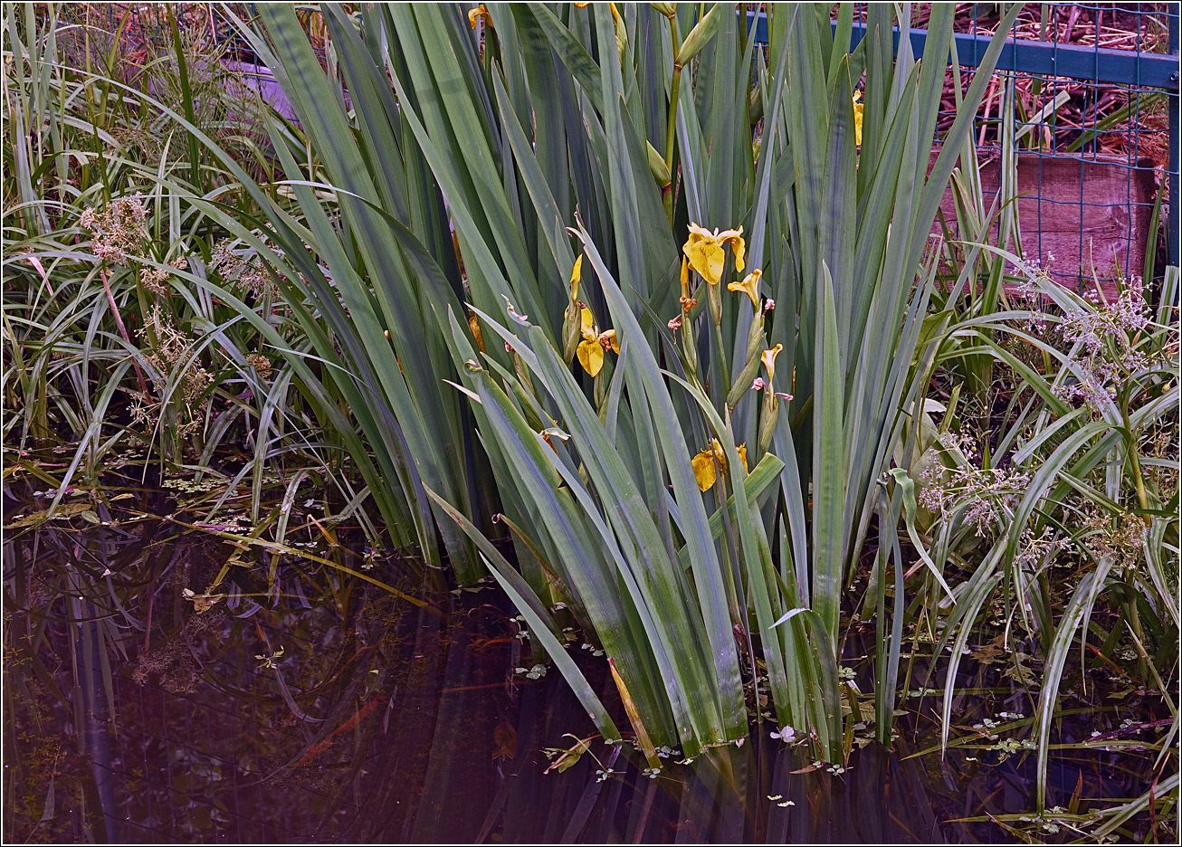 Image of Iris pseudacorus specimen.