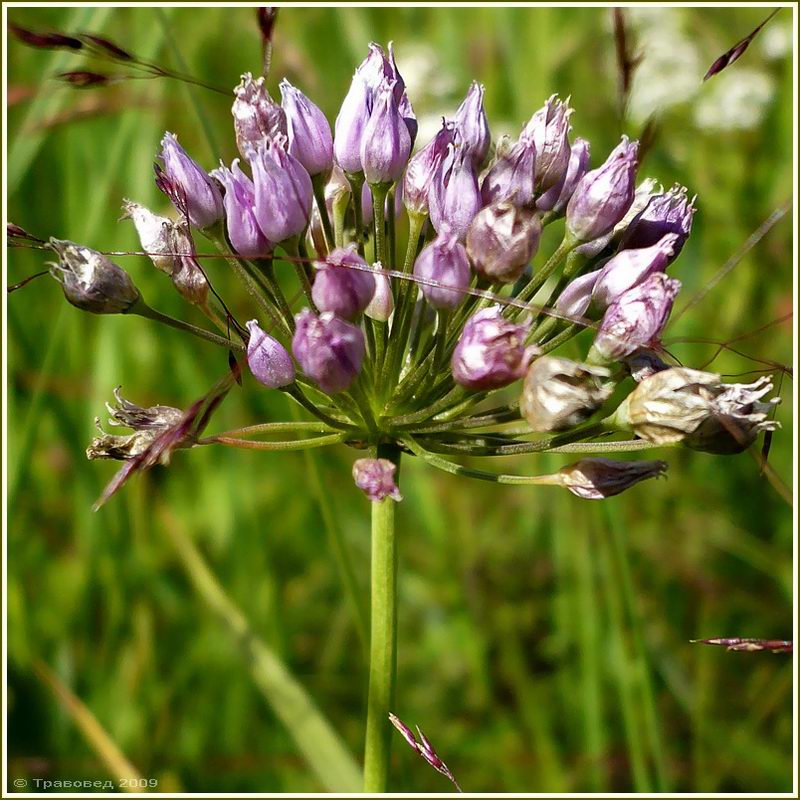 Изображение особи Allium angulosum.