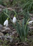 Galanthus plicatus