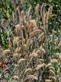 Agropyron pectinatum