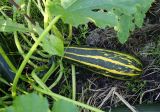 Cucurbita pepo