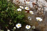 Richteria pyrethroides