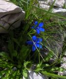 Gentiana verna