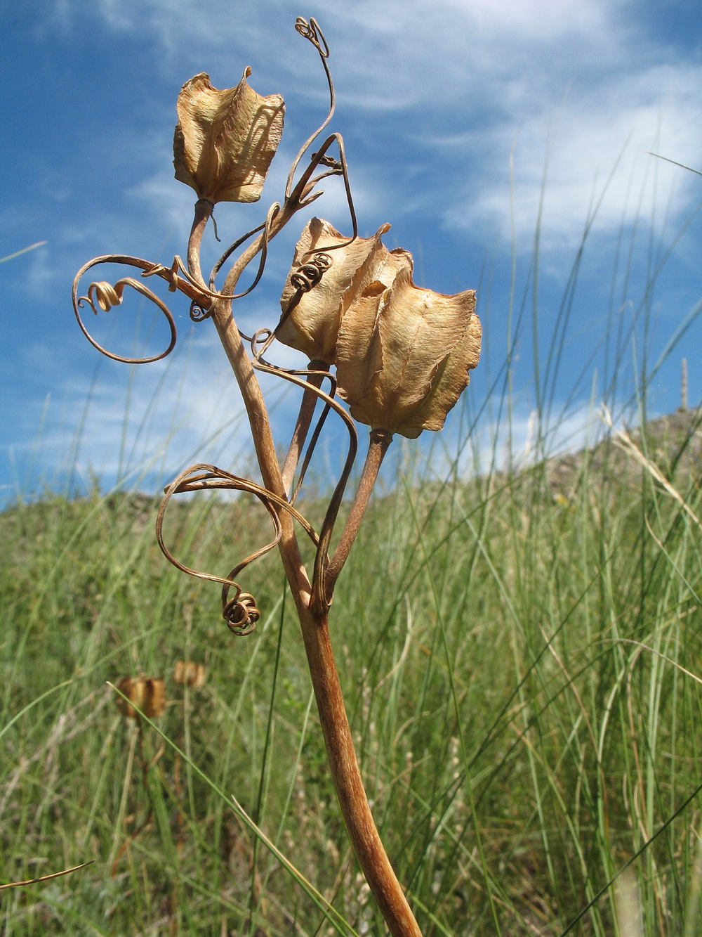Изображение особи Fritillaria verticillata.