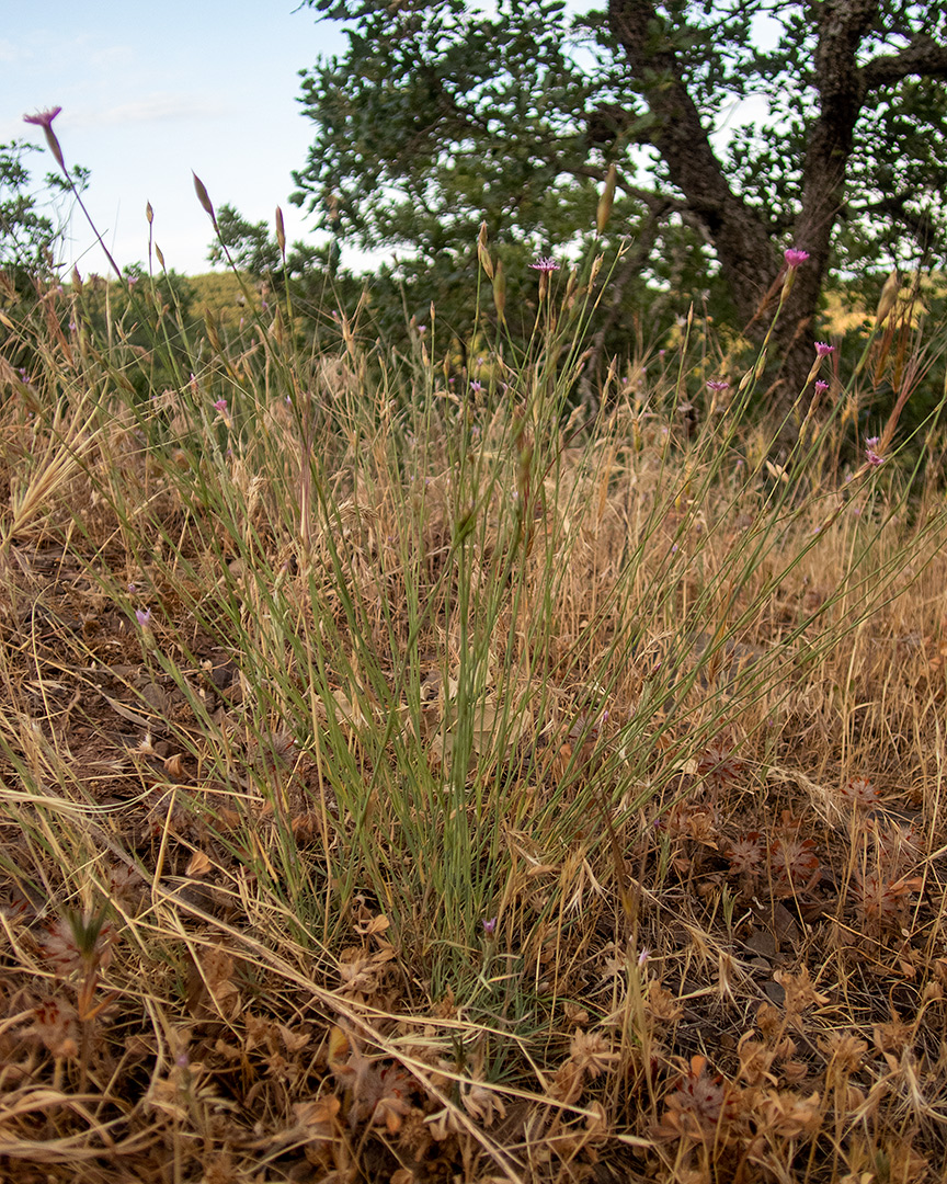 Изображение особи Dianthus humilis.