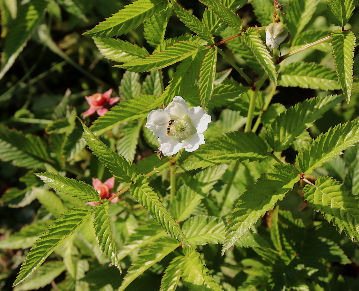 Image of Rubus illecebrosus specimen.