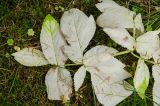 Archangelica officinalis