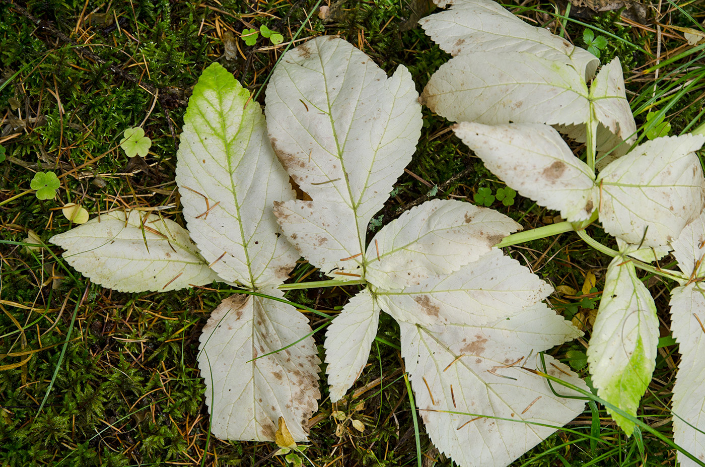 Изображение особи Archangelica officinalis.
