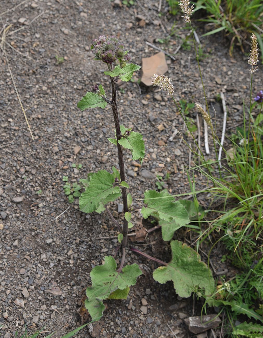 Image of Arctium palladinii specimen.